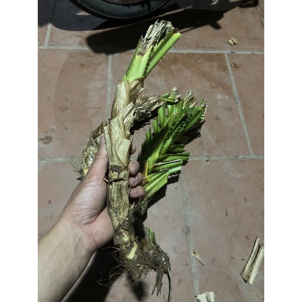 Dứa dại mua 6 tặng 1