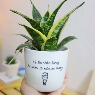 Cây Lưỡi Hổ Giống Hình 2-3