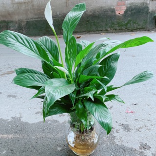 Chậu lan ý thuỷ sinh