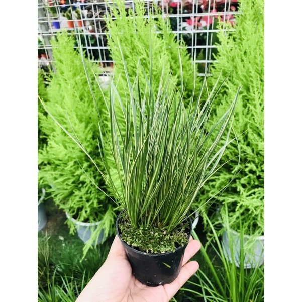 THẠCH XƯƠNG BỒ, LOÀI CỎ CÓ HƯƠNG THƠM TƯƠI MÁT, TRANG TRÍ TIỂU CẢNH, BỂ CÁ, SÂN VƯỜN