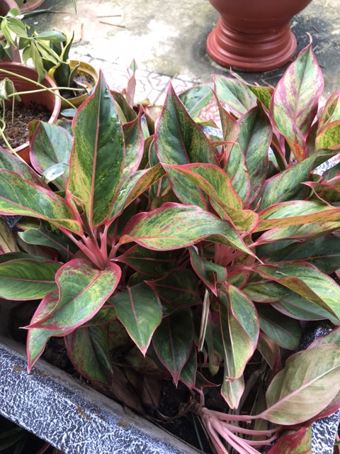 Cây phú quý 3 thân- cây phong thủy