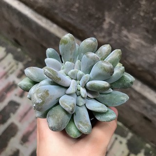 Sen Đá Giọt Lệ |FREESHIP| XUẤT XỨ VIỆT NAM, ĐÃ THUẦN KHÍ HẬU, SIÊU KHOẺ ĐẸP, LỖI 1 ĐỔI 1