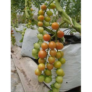 Hạt giống Cà chua bi dây vàng – 30Hạt