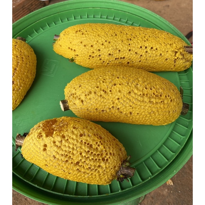 TỔ MẬT ONG RỪNG