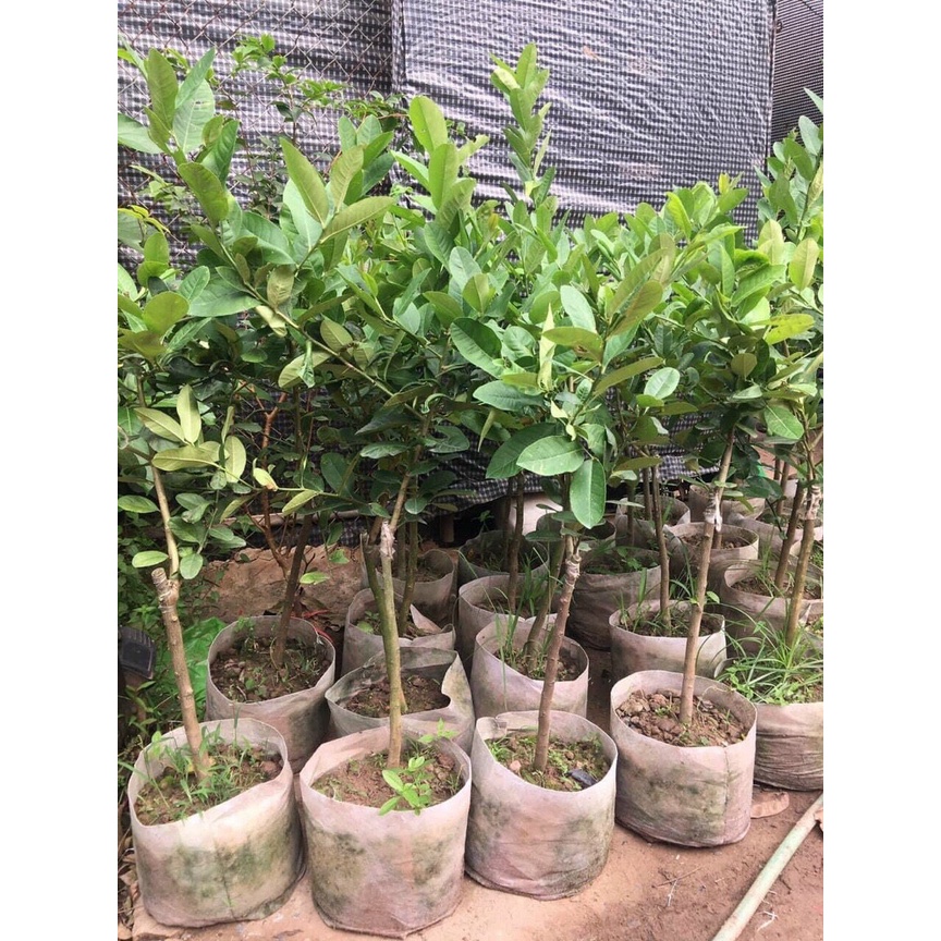 Chanh vàng Mỹ thân gỗ - cây trưởng thành sắp cho trái cao 80-90cm - Trang Flowers