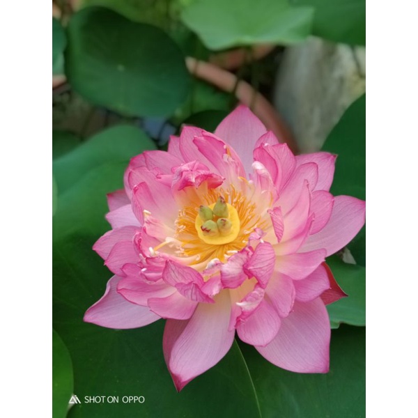 Sen Hồng Siêu Hoa - ảnh hoa thật của nông trang