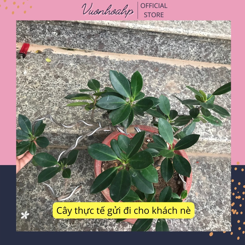 Cây si bonsai dáng thác đổ, cây si nhật để bàn, lá xanh