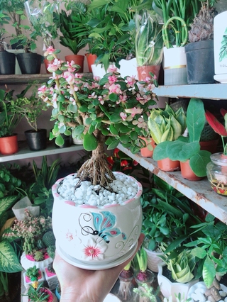 Chậu Cây Cành Vàng Lá Ngọc