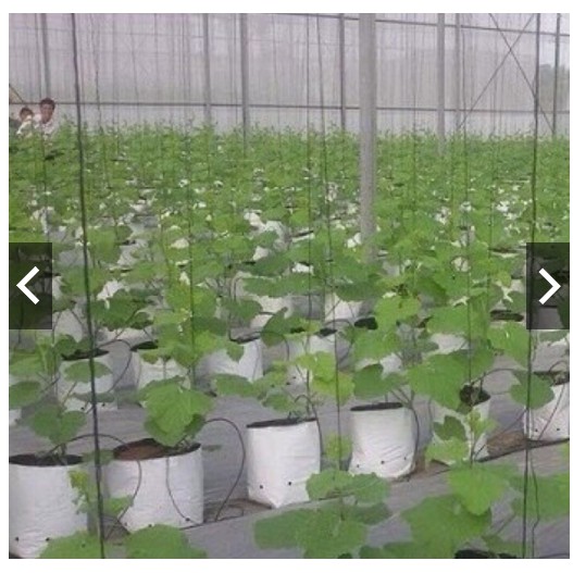 Bộ 10 túi trồng PE (18x33cm) trồng dưa lưới, cà chua, ớt