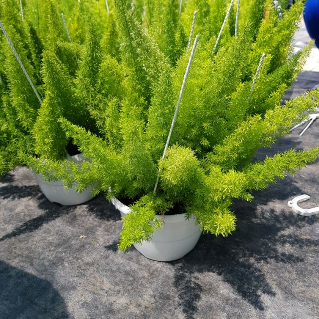 Chậu Treo Chồn 9 Đuôi