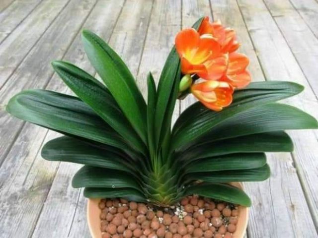 Hoa Lan Quân Tử Siêu Đẹp