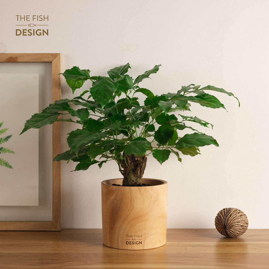 Chậu cây hạnh phúc thân gỗ  THE FISH DESIGN SIZE L trang trí trong nhà, để bàn làm việc,...