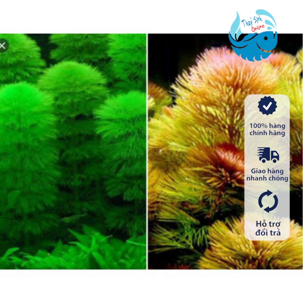 Cây thuỷ sinh La Hán Xanh, Đỏ (Không cần CO2)