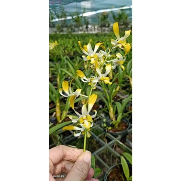 Denro nắng Banana hoa thơm cây tơ