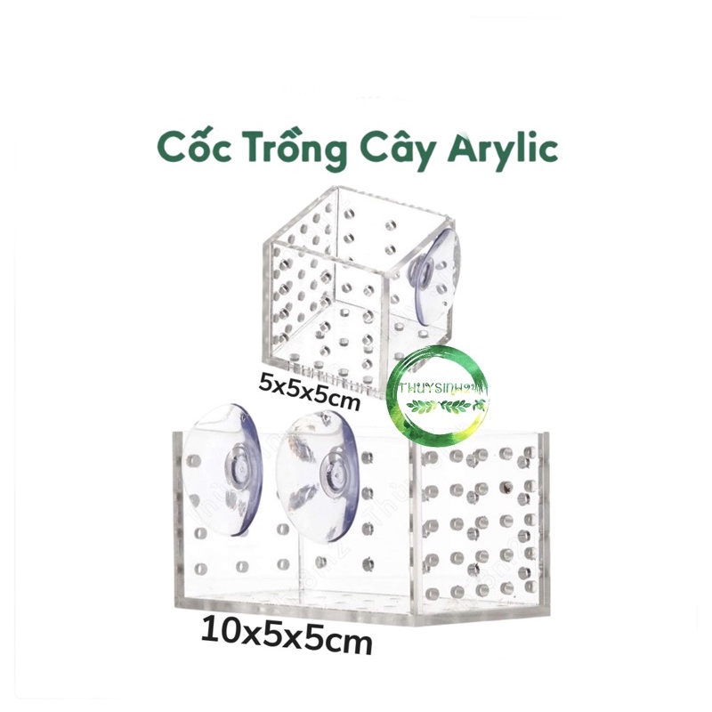 Cốc trồng Box trồng cây thuỷ sinh acrylic - cốc mica trồng cây - đựng trùng chỉ