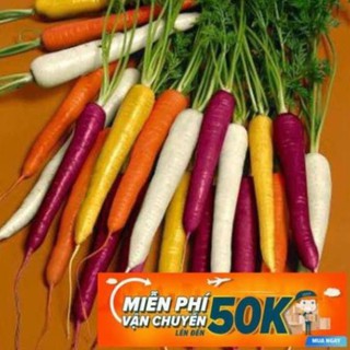 100 Hạt giống Cà rốt nhiều màu (tặng gói kích nẩy mầm và hướng dẫn) LuckyseadTG