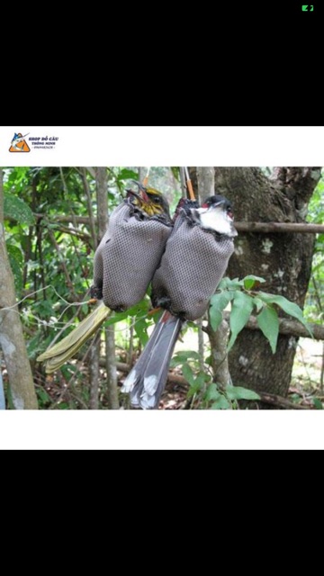 Combo 10 túi bổi đựng chim