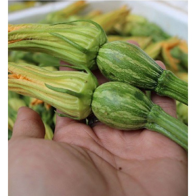 Hạt giống bí siêu nụ CT13 - Gói 10gr