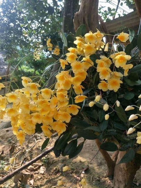 1 bó lan vảy rồng