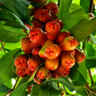cây mận An phước