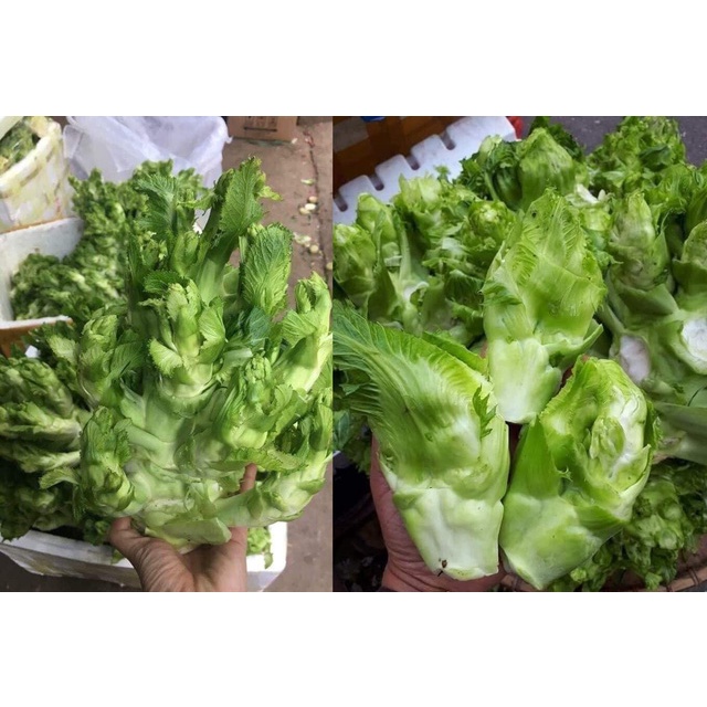 200H - #Hạt_Giống_Cải_Mầm_Đá ( tặng kèm kích mầm và phân bón )