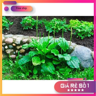 0.2gr Hạt giống Rau Mã Đề