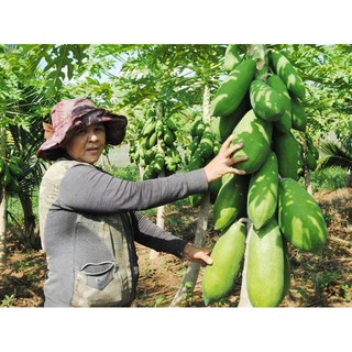 5 Hạt giống Đu đủ Lùn siêu trái 