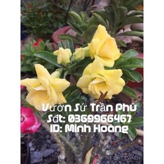 Hoa Sứ Minh Hoàng