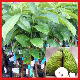 Cây giống mãng cầu xiêm chuẩn giống cho năng suất cao