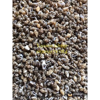 Vỏ ốc cổ lầu 100gr