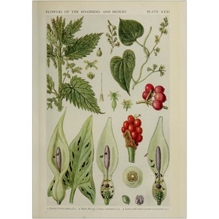 TRANH CỔ ĐIỂN- botanical book