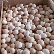 Trứng Gà Ta Sạch Giao Siêu Tốc 1h