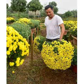 2500 HẠT GIỐNG CÚC MÂM XÔI