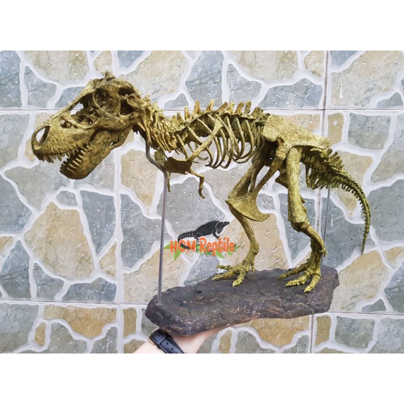 Mô hình xương khủng long T-Rex