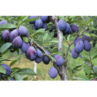 CÂY GIỐNG MẬN ĐỎ ÚC