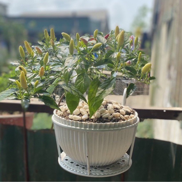 Giỏ treo ban công sơn tĩnh điện loại 1