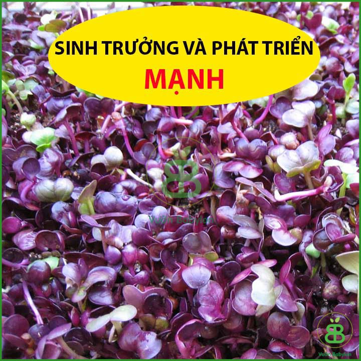 Hạt Giống Mầm Củ Cải Malady 30Gr - Hạt Giống Rau Mầm Củ Cải Đỏ Giòn Ngọt, Nhanh Thu Hoạch