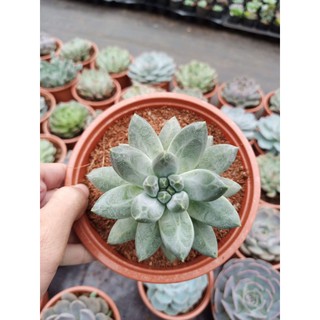 Sen đá kim cương trắng - chậu lớn