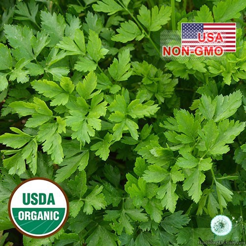 2Gr Hạt Giống Parsley Thẳng Khổng Lồ Ý (B3.105| C25*X31)