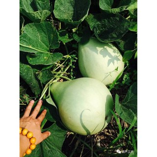 Hạt giống hồ lô thon giống khổng lồ tặng 2 viên nén