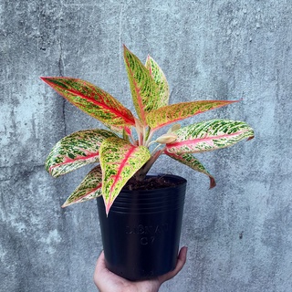 Combo 50 chậu mềm C7 16x14cm