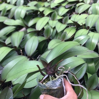 Hồ điệp ngồng,lan hồ điệp ngồng hoa nnhiều màu hót nhất