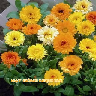 Hạt Giống Hoa Cúc Susi - 100 Hạt