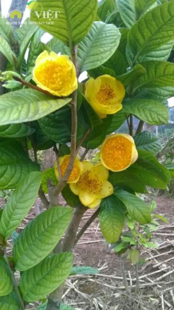 Cây giống Trà Hoa Vàng Ba Chẽ (gốc to cao 40-60cm ,gốc nhỏ cao 25-35cm)