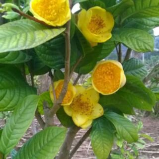 Cây giống Trà Hoa Vàng Ba Chẽ (gốc to cao 40-60cm ,gốc nhỏ cao 25-35cm)