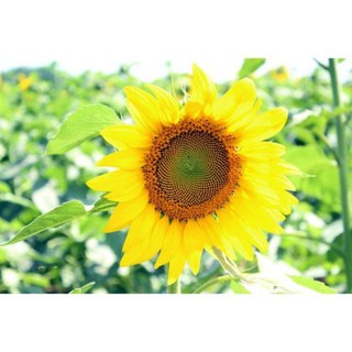 hạt giống hoa hướng dương khổng lồ 30 hạt