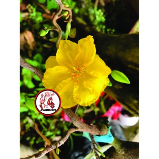 Hoa mai tự quắn độc lạ loại mini và loại trung