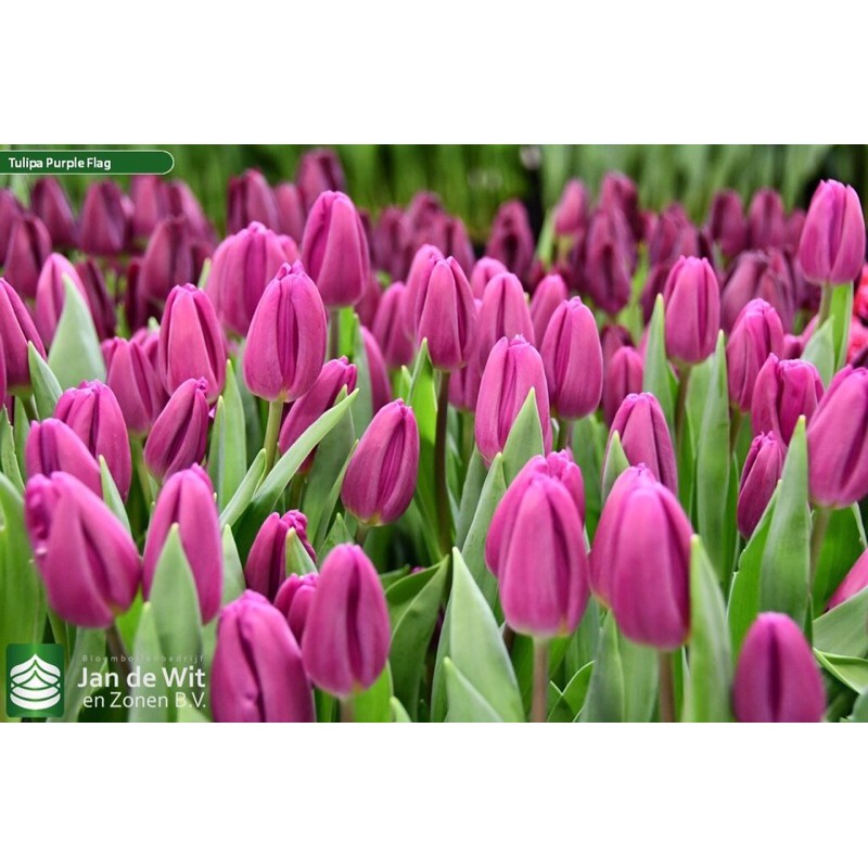 Củ hoa tulip đẹp cho tết