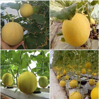 Hạt giống dưa Lưới vỏ vàng - 10 hạt/gói (Kèm kích thích hạt nảy mầm)