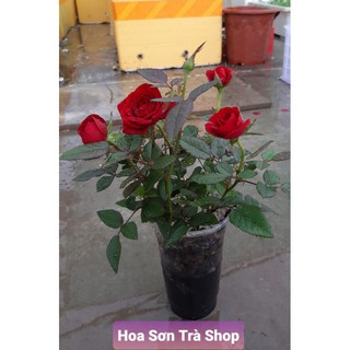 Combo 2 Cây HOA HỒNG NHUNG, đang hoa.